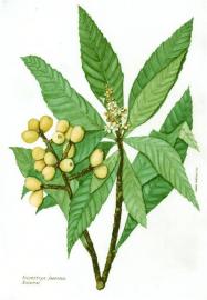 http://winvivo.com/files/botanicals/buddha%20fruit%20-%20momordica%20grosvenori%20-%20image.png