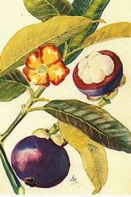 http://winvivo.com/files/botanicals/buddha%20fruit%20-%20momordica%20grosvenori%20-%20image.png