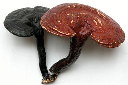 reishi mushroom